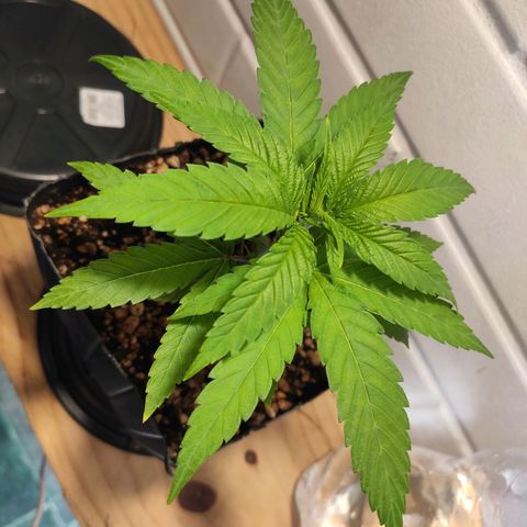 1 - Rock Baby - OG Kush growlog timeline photo