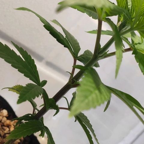 1 - Rock Baby - OG Kush growlog timeline photo