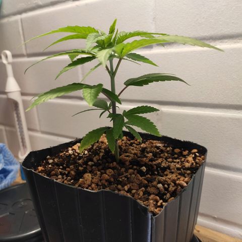 1 - Rock Baby - OG Kush growlog timeline photo