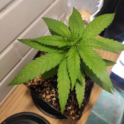 1 - Rock Baby - OG Kush growlog timeline photo