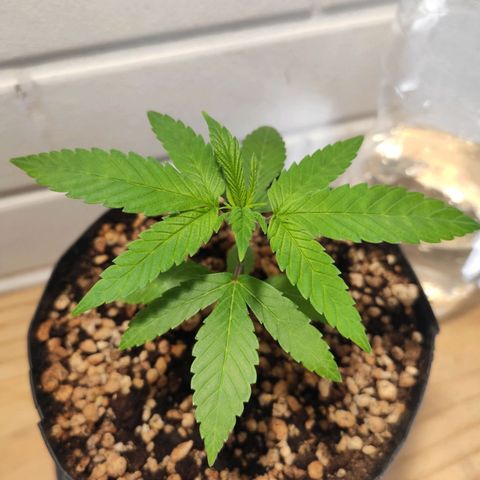 1 - Esperança - OG Kush growlog timeline photo