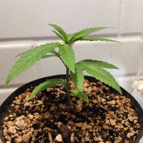 1 - Esperança - OG Kush growlog timeline photo