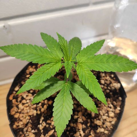 1 - Esperança - OG Kush growlog timeline photo
