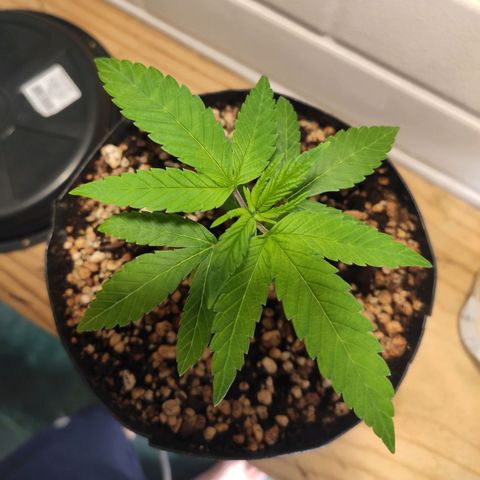1 - Esperança - OG Kush growlog timeline photo