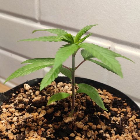 1 - Esperança - OG Kush growlog timeline photo