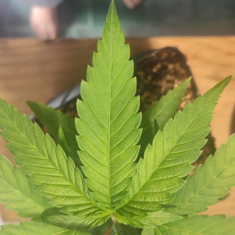 1 - Rock Baby - OG Kush growlog timeline photo