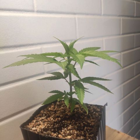 1 - Rock Baby - OG Kush growlog timeline photo