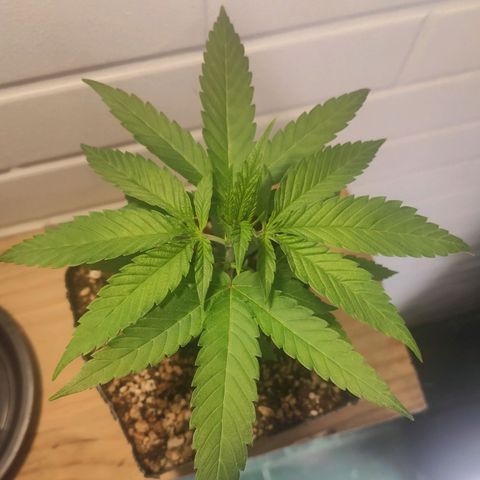 1 - Rock Baby - OG Kush growlog timeline photo