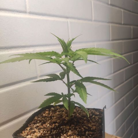 1 - Rock Baby - OG Kush growlog timeline photo