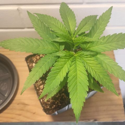 1 - Rock Baby - OG Kush growlog timeline photo