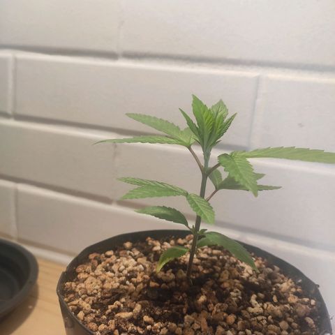 1 - Esperança - OG Kush growlog timeline photo
