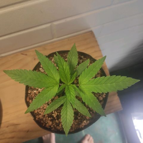 1 - Esperança - OG Kush growlog timeline photo