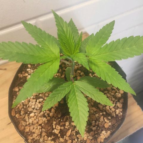 1 - Esperança - OG Kush growlog timeline photo