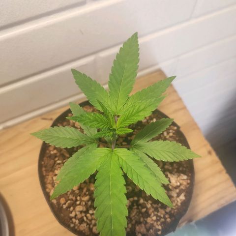 1 - Esperança - OG Kush growlog timeline photo