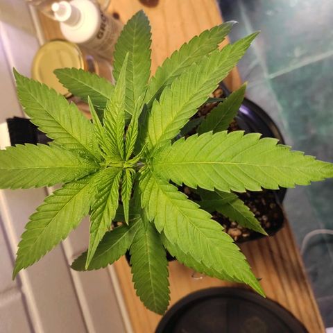 1 - Rock Baby - OG Kush growlog photo: Feito LST nas folhas do 5 nó