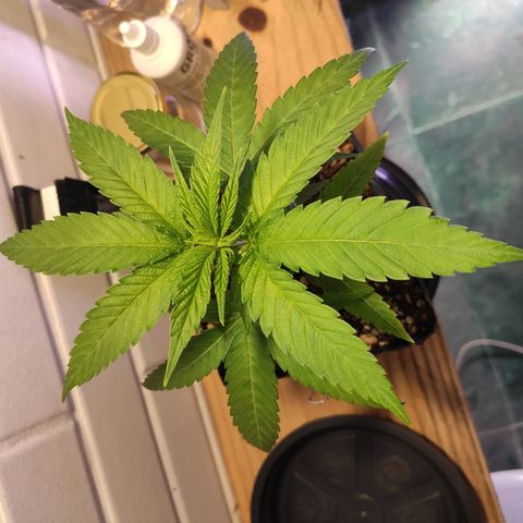 1 - Rock Baby - OG Kush growlog photo: Feito LST nas folhas do 5 nó