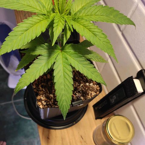 1 - Rock Baby - OG Kush growlog photo: Feito LST nas folhas do 5 nó