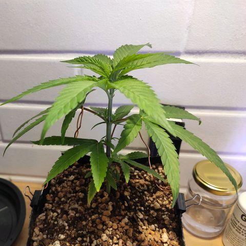 1 - Rock Baby - OG Kush growlog photo: Feito LST nas folhas do 5 nó