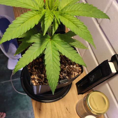 1 - Rock Baby - OG Kush growlog photo: Feito LST nas folhas do 5 nó
