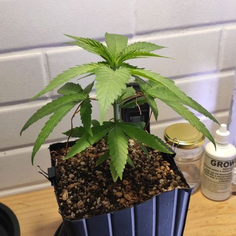 1 - Rock Baby - OG Kush growlog photo: Feito LST nas folhas do 5 nó