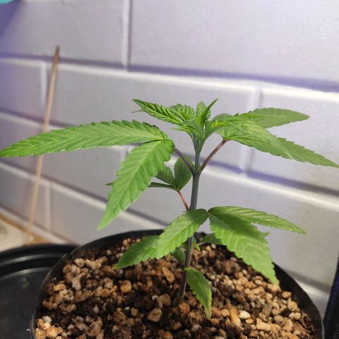 1 - Esperança - OG Kush growlog timeline photo