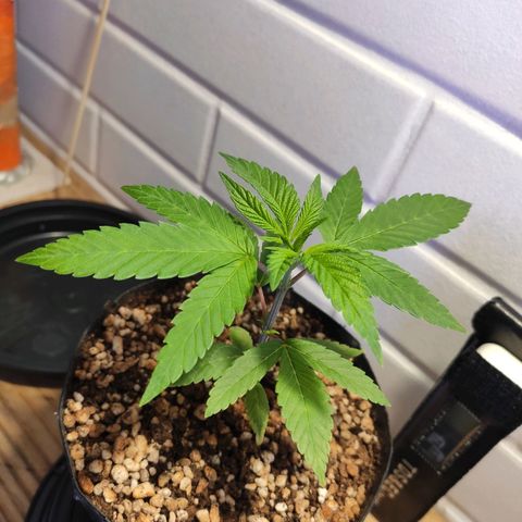 1 - Esperança - OG Kush growlog timeline photo