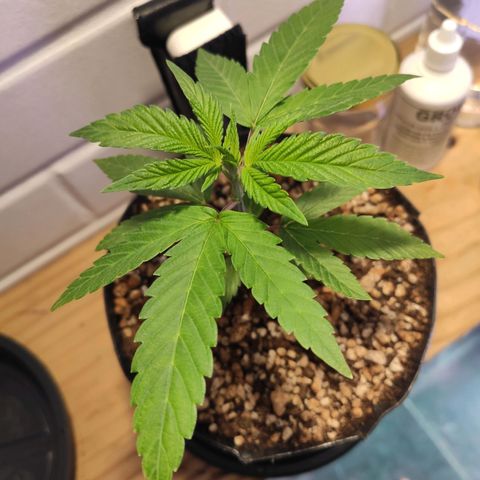 1 - Esperança - OG Kush growlog timeline photo