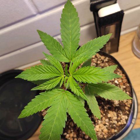 1 - Esperança - OG Kush growlog timeline photo