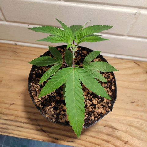 1 - Esperança - OG Kush growlog timeline photo