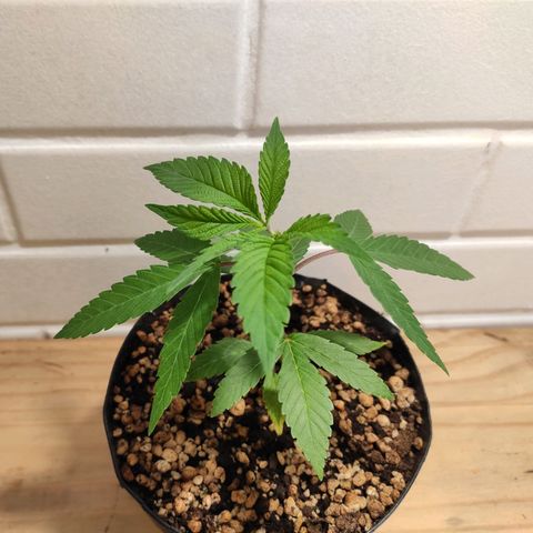 1 - Esperança - OG Kush growlog timeline photo