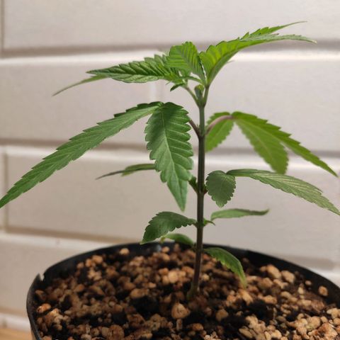 1 - Esperança - OG Kush growlog timeline photo