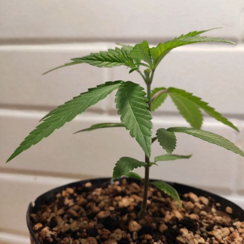 1 - Esperança - OG Kush growlog timeline photo