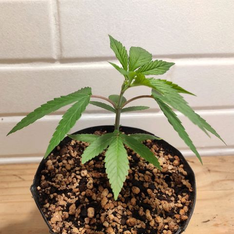 1 - Esperança - OG Kush growlog timeline photo