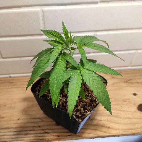 1 - Rock Baby - OG Kush growlog timeline photo