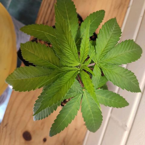 1 - Rock Baby - OG Kush growlog timeline photo