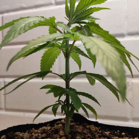 1 - Rock Baby - OG Kush growlog timeline photo