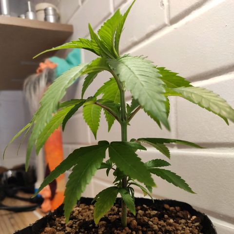 1 - Rock Baby - OG Kush growlog timeline photo