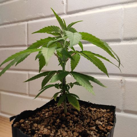 1 - Rock Baby - OG Kush growlog timeline photo