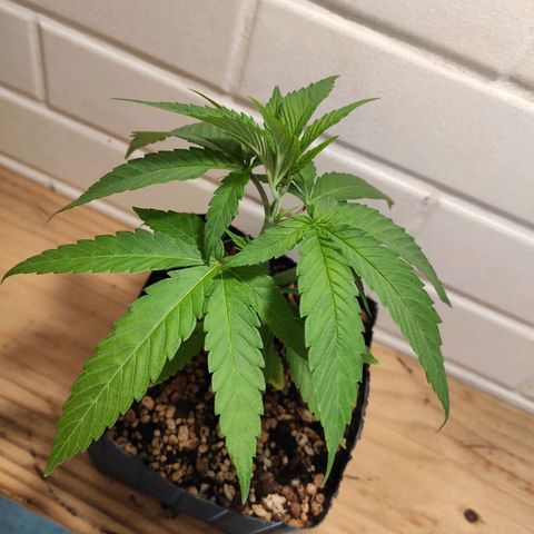 1 - Rock Baby - OG Kush growlog timeline photo