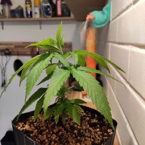 1 - Rock Baby - OG Kush growlog timeline photo