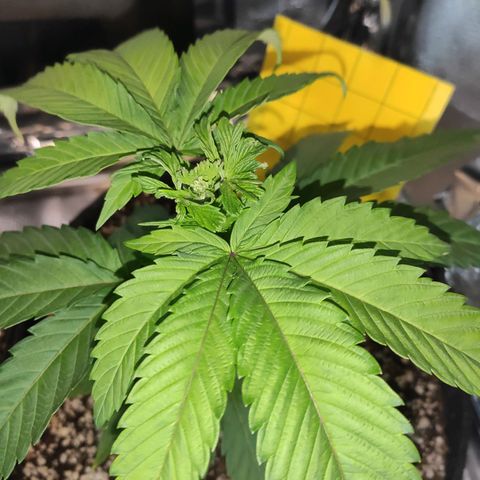 1 - Rock Baby - OG Kush growlog timeline photo
