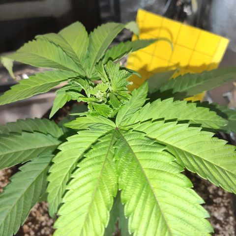1 - Rock Baby - OG Kush growlog timeline photo