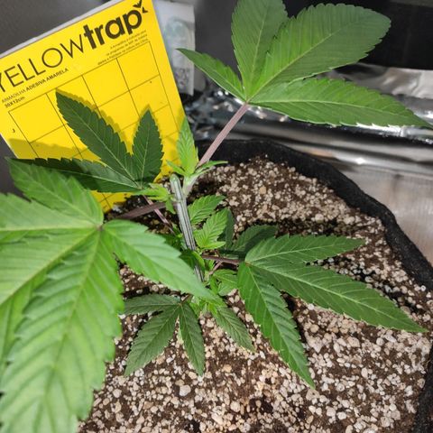 1 - Esperança - OG Kush growlog timeline photo