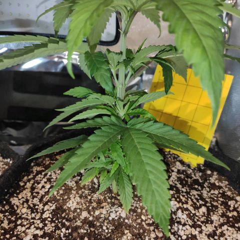 1 - Rock Baby - OG Kush growlog timeline photo