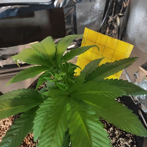 1 - Rock Baby - OG Kush growlog timeline photo