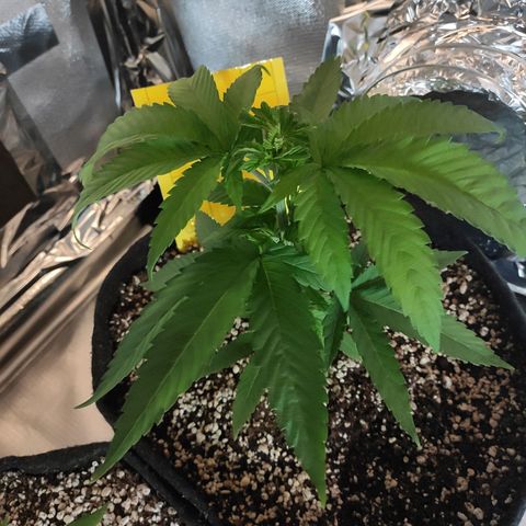 1 - Rock Baby - OG Kush growlog timeline photo