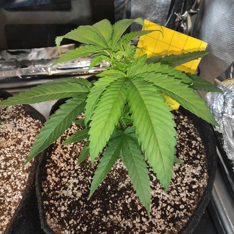 1 - Rock Baby - OG Kush growlog timeline photo