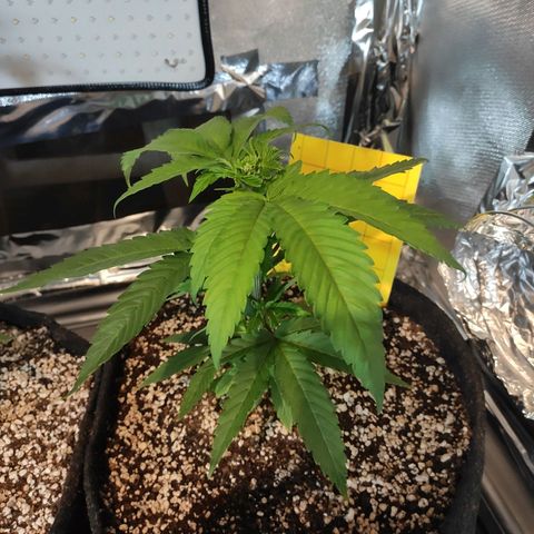 1 - Rock Baby - OG Kush growlog timeline photo
