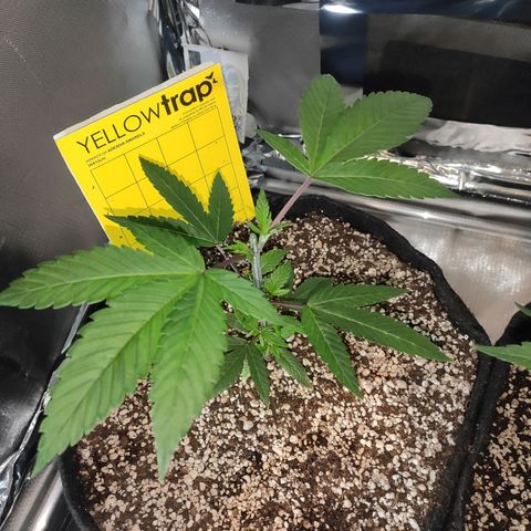 1 - Esperança - OG Kush growlog timeline photo