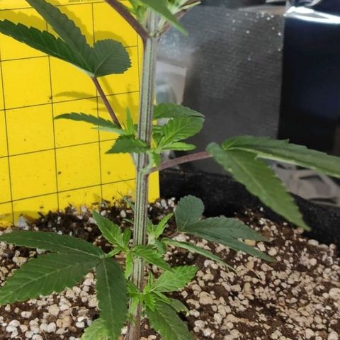 1 - Esperança - OG Kush growlog timeline photo